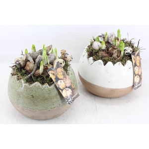 arr4 Narcis MB - Luxe kartel ei 338/3