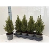 Picea Gl Conica