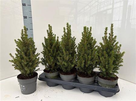 Picea Gl Conica