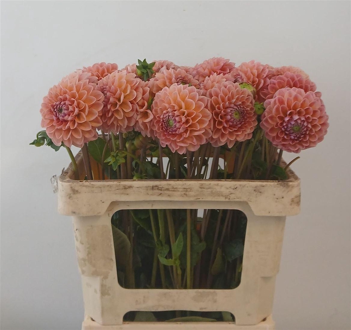 <h4>Dahlia Lindas Baby</h4>