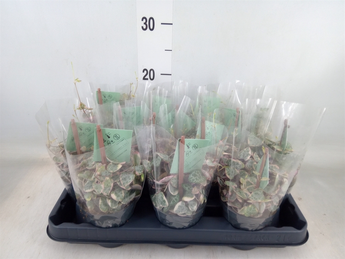 <h4>Ceropegia woodii 'Variegata'</h4>