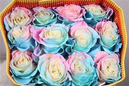 <h4>Rosa GR  ...colored  H%</h4>