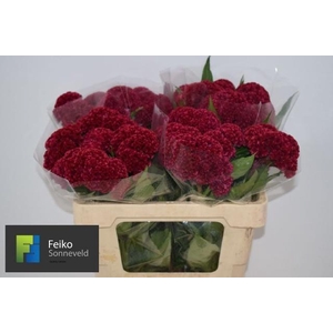 CEL C REPRISE VELVET