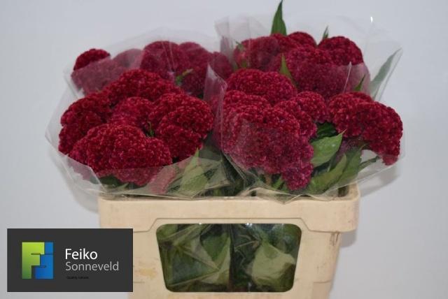 <h4>CEL C REPRISE VELVET</h4>