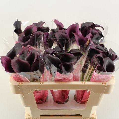 <h4>ZANT ODESSA</h4>