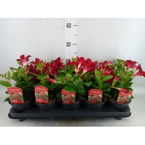 Mandevilla sand. 'Rio Dark Red'