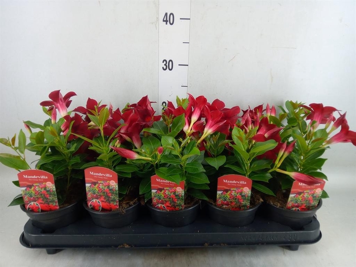 <h4>Mandevilla sand. 'Rio Dark Red'</h4>