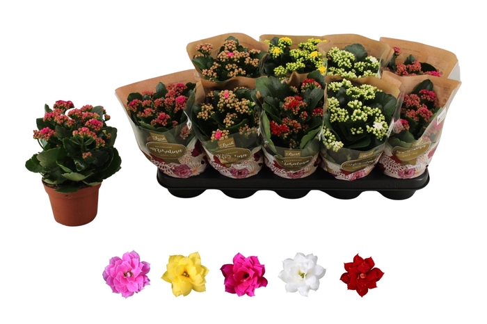 <h4>KAL GE RO GEM 5 KL</h4>