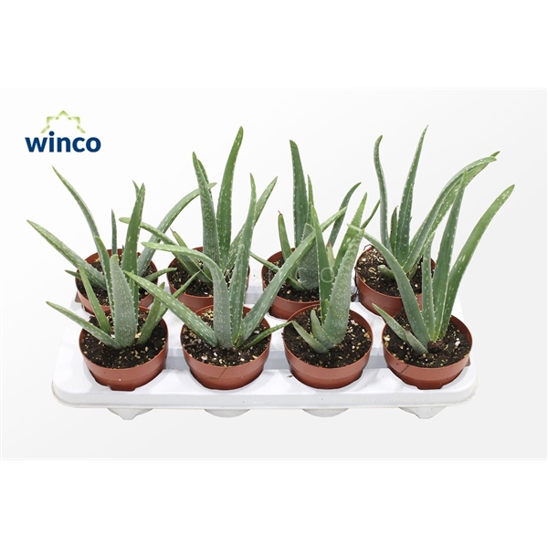 <h4>Aloe Vera</h4>