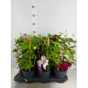 Clematis  'Boulevard'   ...mix