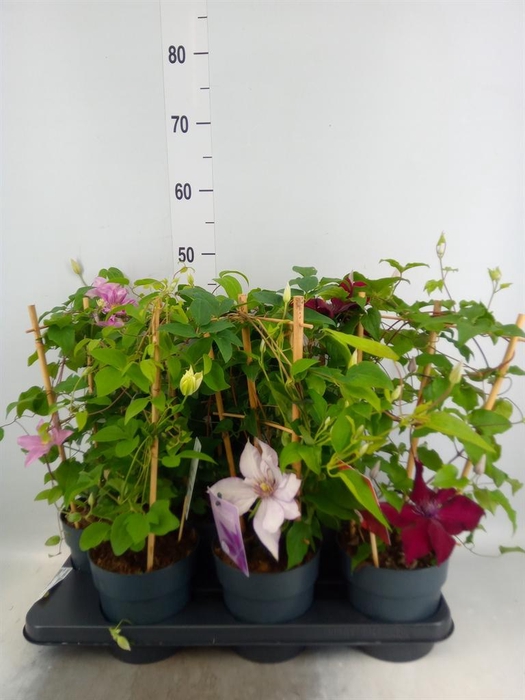 <h4>Clematis 'Boulevard' ...mix</h4>