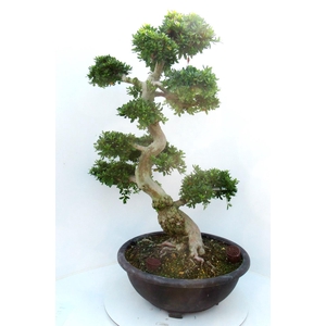 Rhododendron indicum ( 