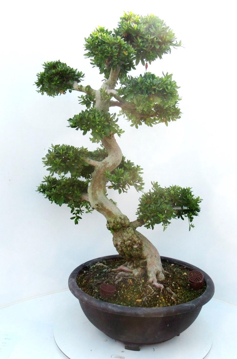 <h4>Rhododendron indicum ( "Yamano hikari"), pot 45 cm. Height 95 cm. (single item)</h4>