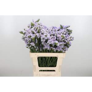 Lim S Tessa Lavender
