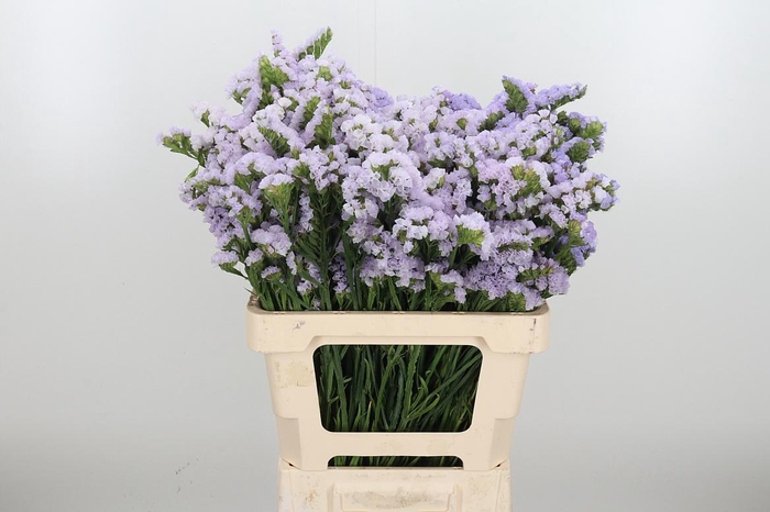 <h4>Lim S Tessa Lavender</h4>