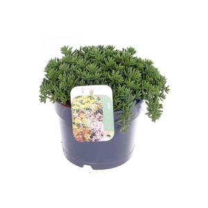 Sedum album Coral Carpet