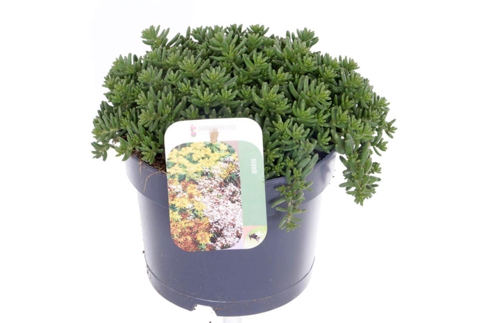 <h4>Sedum album Coral Carpet</h4>