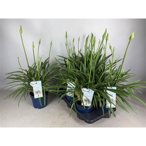 Agapanthus Amourette Superb White