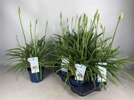 <h4>Agapanthus Amourette Superb White</h4>