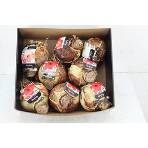 BOL HIPPEASTRUM MIX 28-32CM