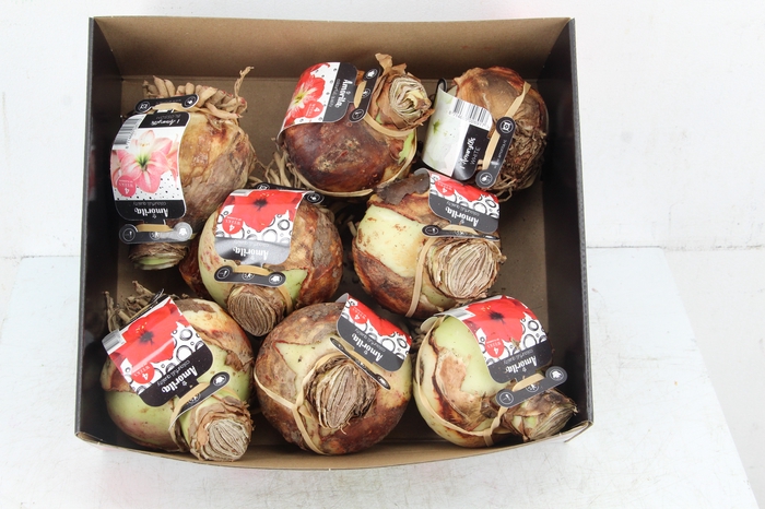 <h4>BOL HIPPEASTRUM MIX 28-32CM</h4>