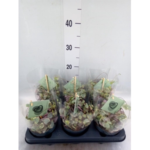 Ceropegia woodii 'Variegata'