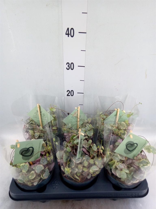 <h4>Ceropegia woodii 'Variegata'</h4>