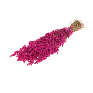 Briza Maxima Cerise