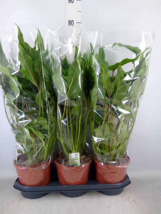 <h4>Philodendron xanadu</h4>