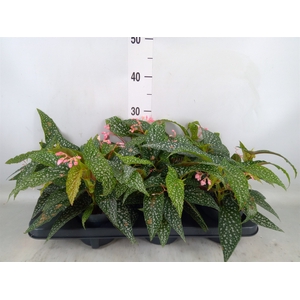 Begonia BD 'Double Dot'