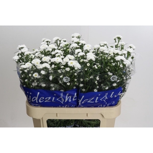 Aster Cassy