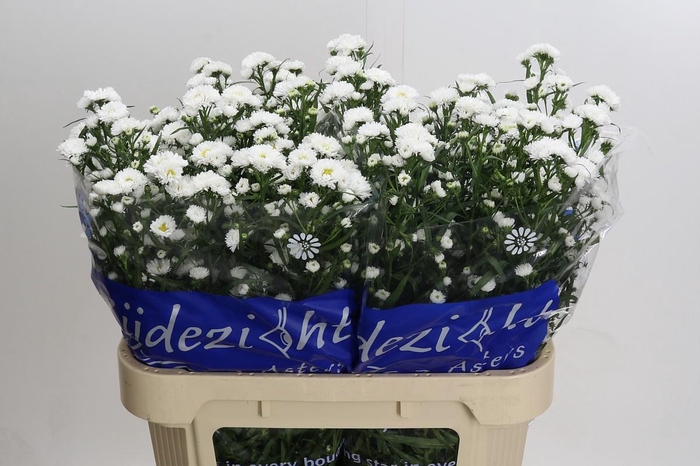 <h4>Aster Cassy</h4>