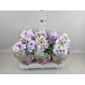 Primula obcon. 'Touch Me Blue Whit'