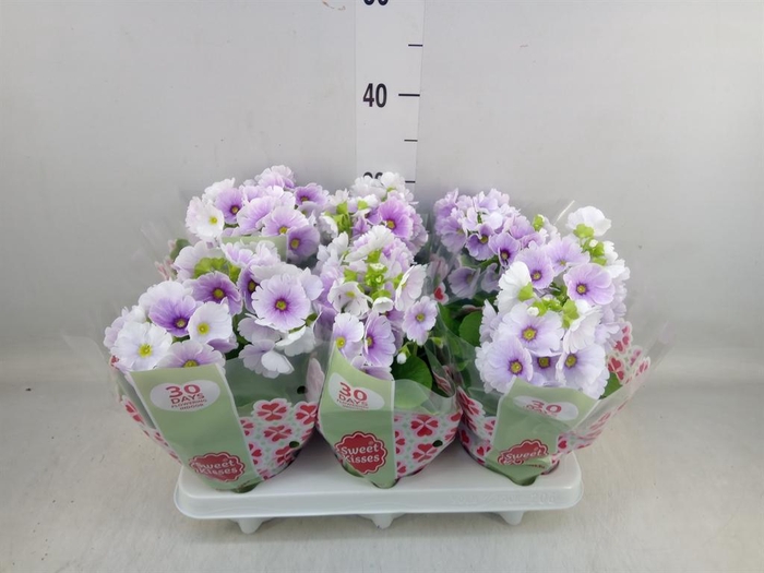 <h4>Primula obcon. 'Touch Me Blue Whit'</h4>