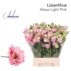 LIS G ALISSA LIGHT PINK LISIANTHUS