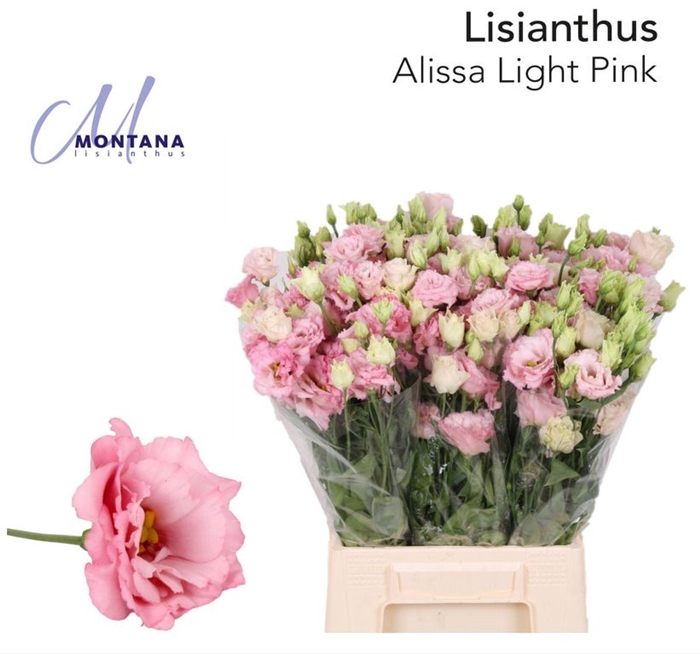 <h4>LIS G ALISSA LIGHT PINK LISIANTHUS</h4>