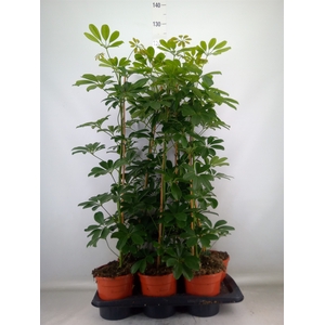 Schefflera arbor. 'Compacta'