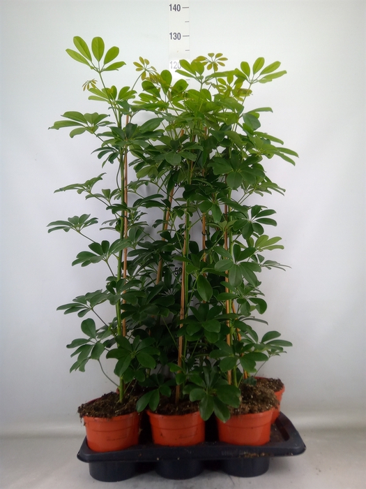 <h4>Schefflera arbor. 'Compacta'</h4>