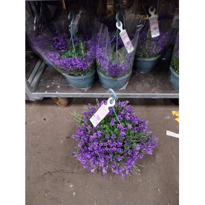 Campanula Ambella purple