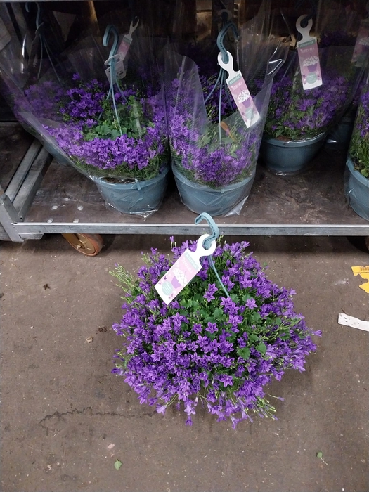 <h4>Campanula Ambella purple</h4>