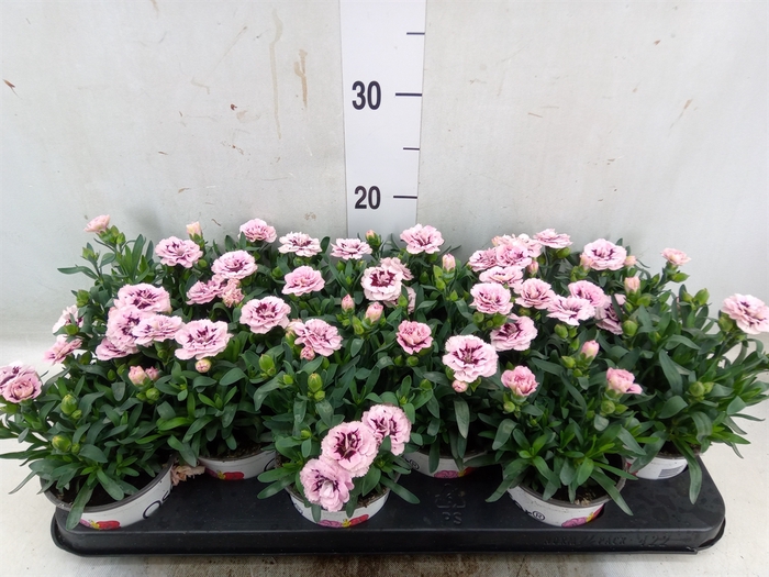 <h4>Dianthus  'Oscar Pink Star'</h4>