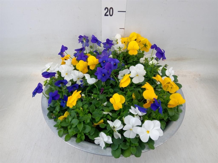 <h4>Viola corn.   ...mix</h4>