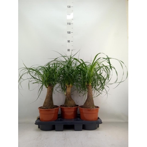 Beaucarnea recurvata