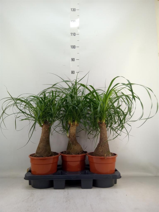 <h4>Beaucarnea recurvata</h4>