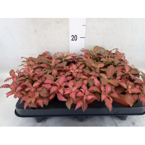Fittonia verschaf. 'Forest Flame'