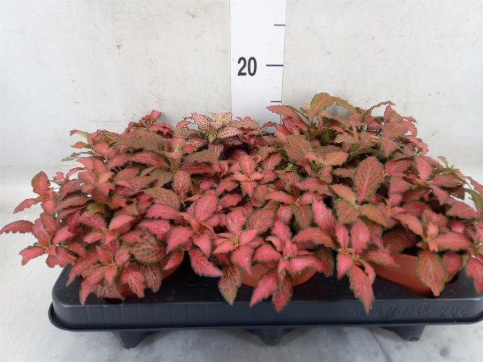 <h4>Fittonia verschaf. 'Forest Flame'</h4>