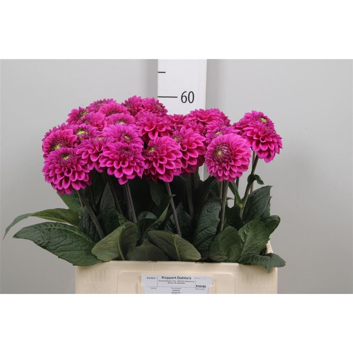 <h4>Dahl Purple Fox</h4>