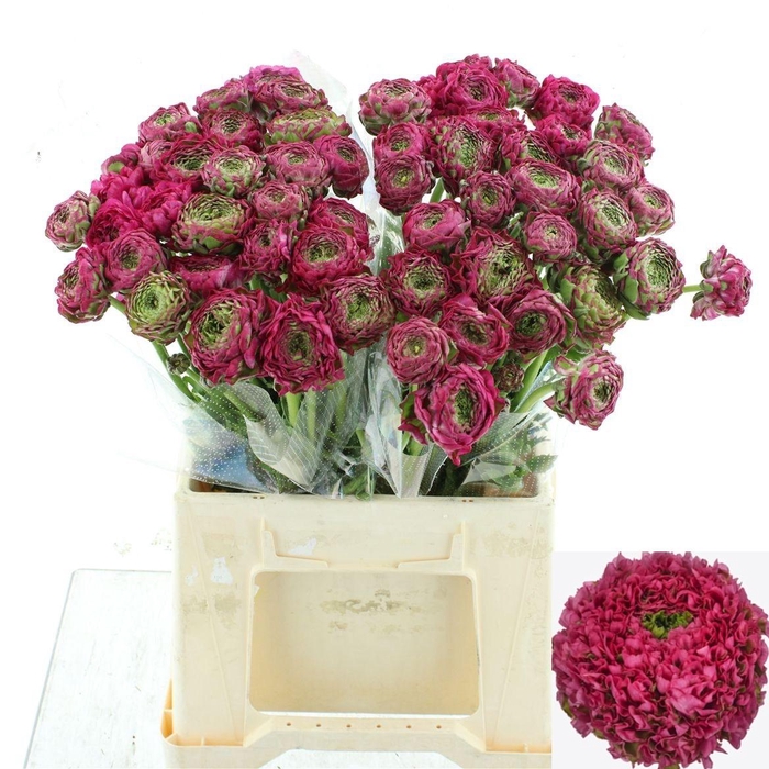 <h4>RAN PON PON ALADDIN</h4>