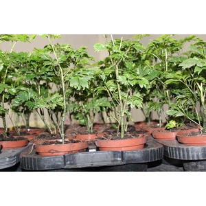 ARVORE DA FELICIDADE P11 MACHO