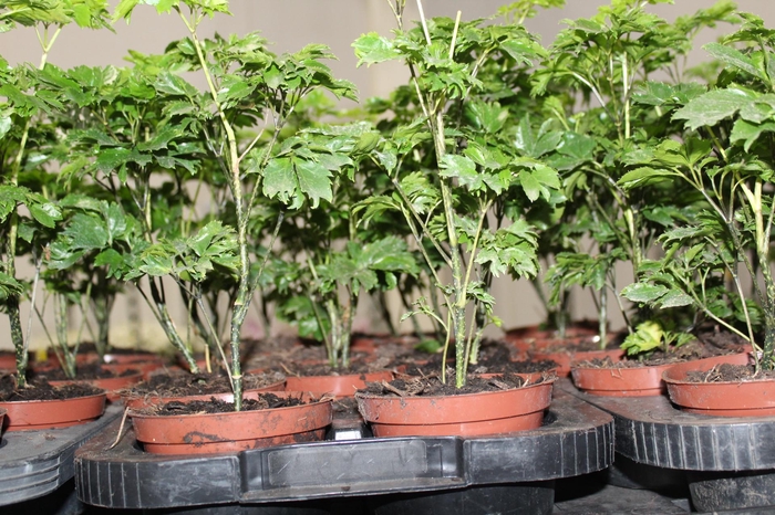 <h4>ARVORE DA FELICIDADE P11 MACHO</h4>